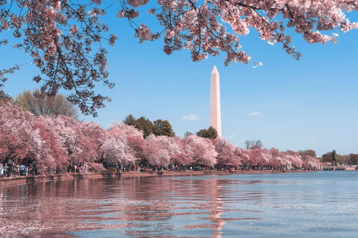Washington DC cherry blossoms with the monument in background.