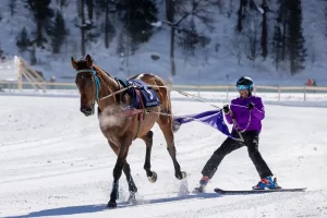 winter sport of skijoring